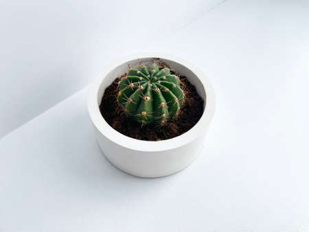 A small cactus in a pot, isolated on a white background. Minimalism.