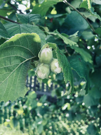 Green hazelnuts and tree leafs in summer garden.の写真素材