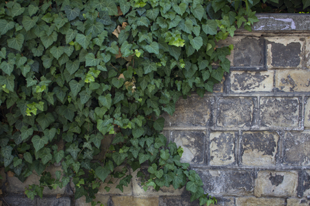 Wall bricks texture with green plantsの写真素材