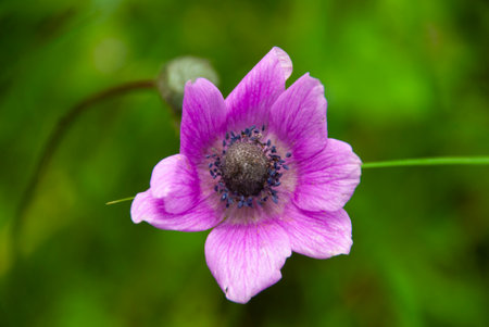 purple anemone flower on green background, close-upの写真素材