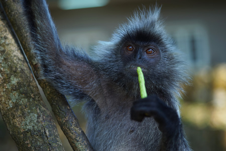 Silvered leaf Monkey eat long beans as their daily meals at Melawati Hill, Kuala Selangor, Malaysia. Photo shown bokeh at backgroundの写真素材