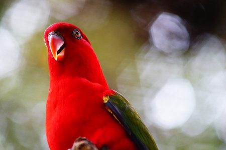 Red Lory Bird