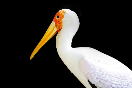 yellow billed-stork isolated on black backgroundの写真素材