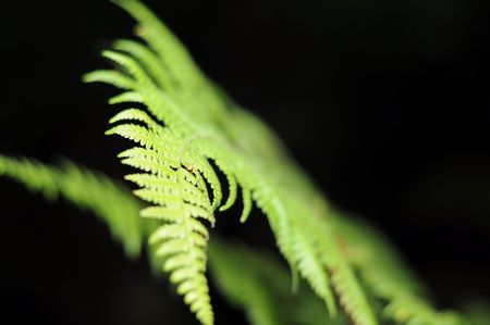 fernleafの写真素材