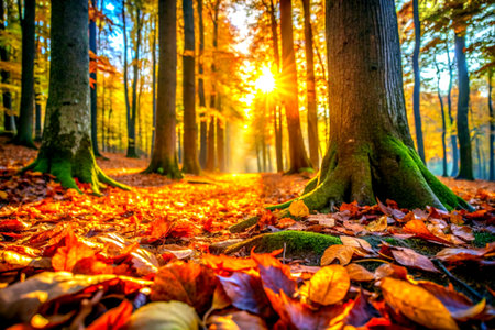 Autumn forest with sunbeams and colorful leaves. Beautiful nature backgroundの素材