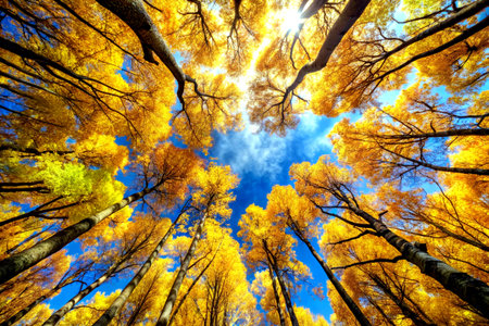 Autumn forest view from below into the sky. Beautiful nature scene.の素材
