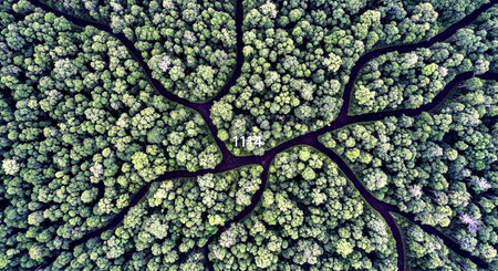 Aerial view of a green forest in Poland. Drone photography.の素材