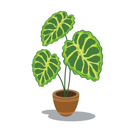 Elephant ear plant in pot isolated on white background. Vector illustrationのイラスト素材