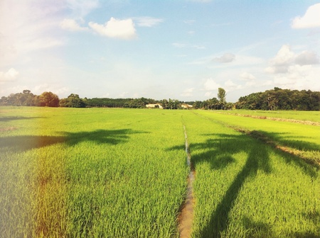 Sawah padi Besut Terengganu の素材