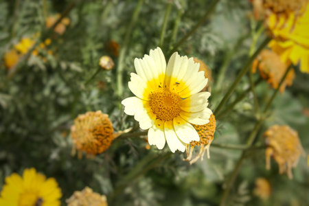 Yellow daisy flower in the garden, closeup of photo.の写真素材