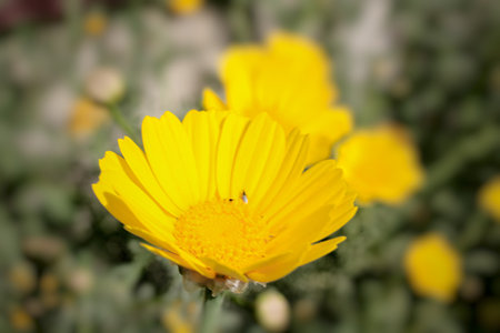Yellow flower in the garden. Close up. Selective focus.の写真素材