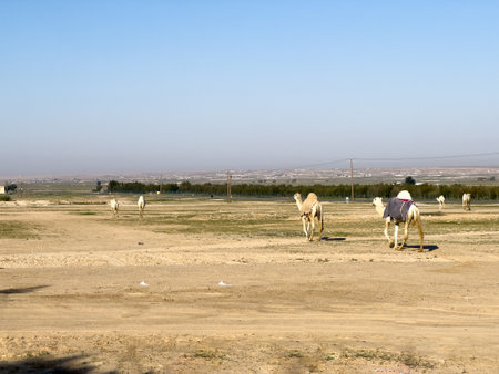 Camels in the desert of Egypt, Sharm El Sheikh.の写真素材