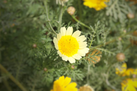 Beautiful yellow daisy flower with green leaves in the garden.の写真素材