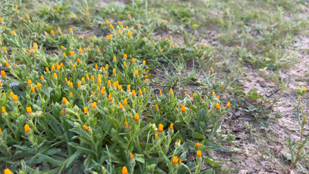 Flowers of calendula officinalis in the field.の写真素材