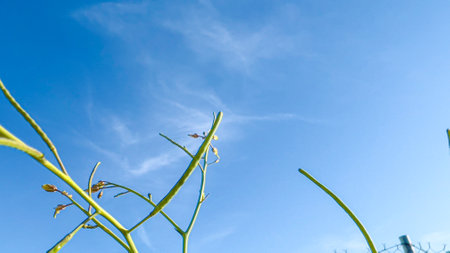 green onion plant in the field with blue sky and white clouds backgroundの写真素材