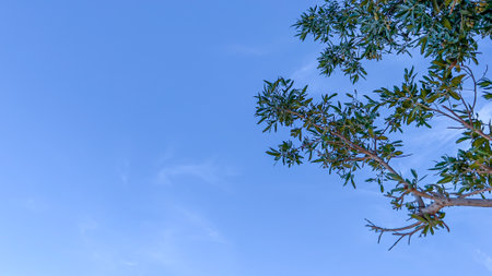 Eucalyptus leaves on the blue sky background with copy space