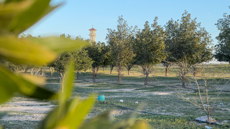 Olive trees in the field. Olive grove in Cyprus.の写真素材