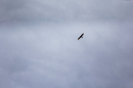 Flying bird in the cloudy sky. Selective focus on the bird.の写真素材