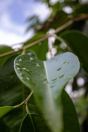 Water droplets on the leaves of a ficus benjamina