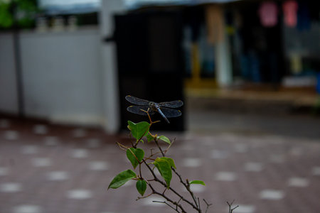 Dragonfly on a branch of a tree in the garden, Thailand.の写真素材