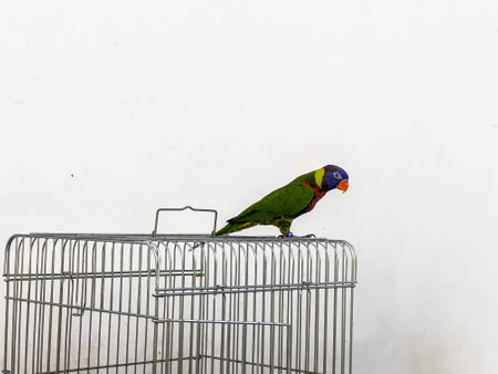 Parrot sitting on a cage, isolated on a white background.