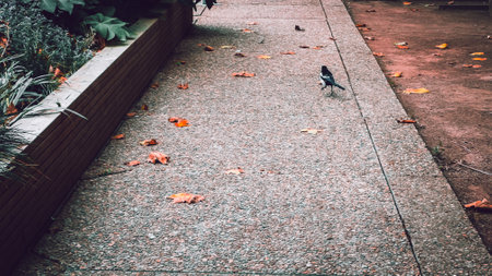 bird on the street in the city, photo as a background, digital imageの写真素材