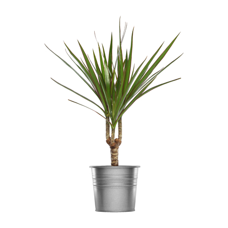 Green Treeのeditorial素材