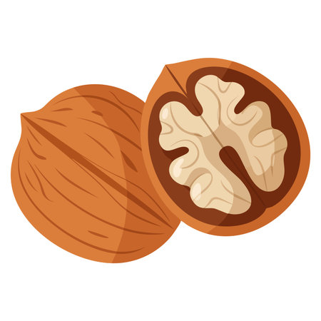 Flat clipart vector illustration of walnut ideal for healthy food design nutrition concepts organic grocery branding and natural ingredient themed projectsのイラスト素材