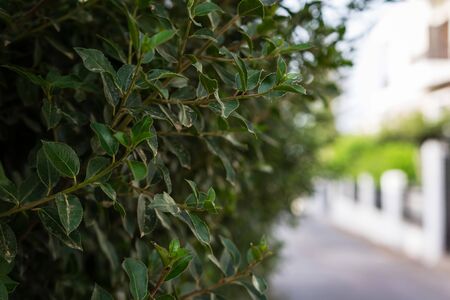 Greenery of a plant in a small neighborhood next to the road.の写真素材