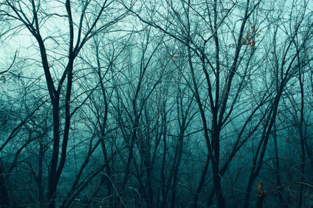 A scary misty forest of leafless trees.の写真素材