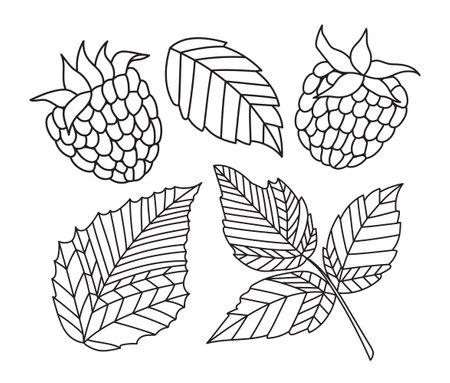 Set of hand-drawn berries and raspberry leaves. Black and white outline vector illustration.のイラスト素材