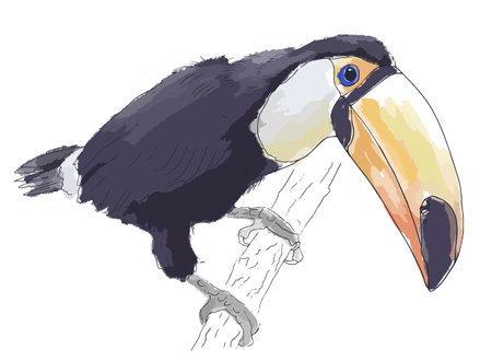 Hand-drawn toucan on a branch. Watercolor sketch. Vector flat illustration.のイラスト素材