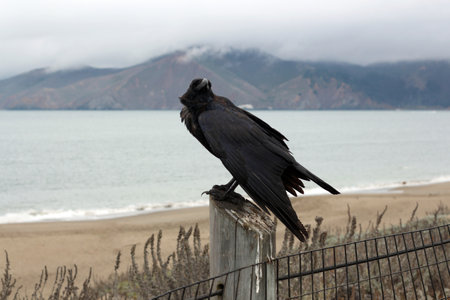 A raven sits against the background of the sea, mountains, and fog and looks at us. The theme of loneliness.の写真素材