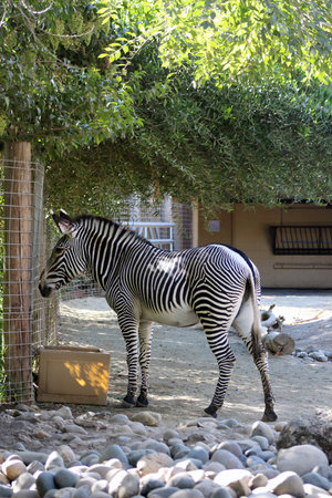 Zebra in the Zoo on a sunny day.の写真素材