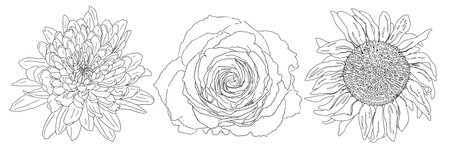 A detailed hand-drawn line art illustration featuring a chrysanthemum, rose, and sunflower. This elegant botanical sketch is perfect for coloring pages, tattoo designs, and floral art projects.のイラスト素材