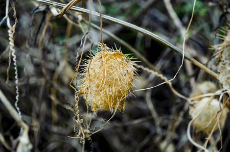 unknown dry plant withered with needlesの写真素材