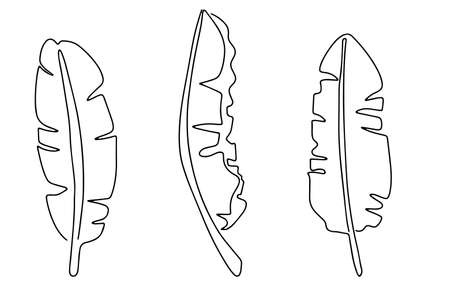 banana leaf. The flower leaf is drawn in one line, isolated on a white background. vector illustration. Drawing a continuous line. line styleのイラスト素材
