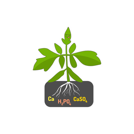 Funny tomato seedlings, gardening. Tomato seedlings in the ground with fertilizers.のイラスト素材