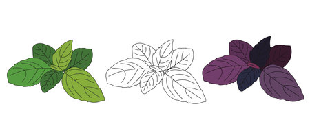 Fresh basil leaves isolated on white background. Vector illustration of basil leavesのイラスト素材