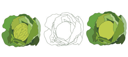 Cabbage icon in line and flat styles. Cabbage with large bright green leaves. fresh and healthy food. Vegetarian food. Organic salad ingredientのイラスト素材