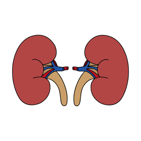 World Kidney Day. Strong healthy kidneys isolated on a white background. Vector flat icon design. The concept of a healthy organ medical illustration.のイラスト素材