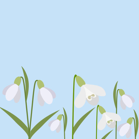Background of snowdrops. The first spring flowers. Delicate snowdrop flowers for your design.Vectorのイラスト素材