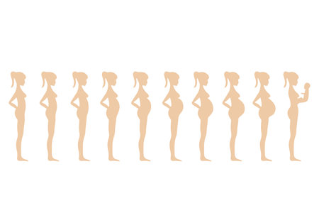 Stage pregnancy. Stage trimester pregnant woman, infographic growth fetus in belly mom before birth, timeline maternity body, baby breastfeeding milk vector illustration. Pregnancy trimester maternity. Vector illustrationのイラスト素材