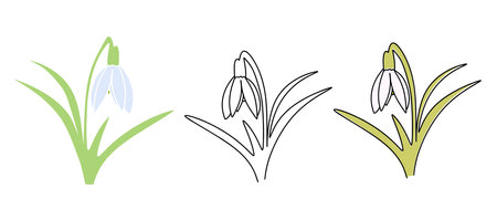 Spring flowers snowdrops. Women's day. Spring is coming. Snowdrop day. Vector illustrationのイラスト素材