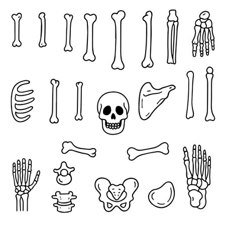 Vector set of bones icons in doodle style. Set of linear icons of human bones. Broken bone, arm bone, leg bone. Vectorのイラスト素材