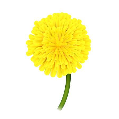 Dandelion on stem, closeup isolatedのイラスト素材