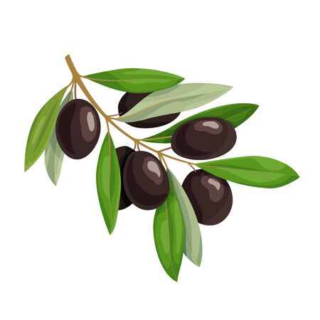 Olive branch with black olives and green leavesのイラスト素材