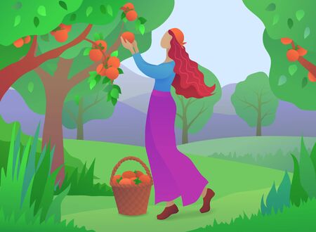 Girl farmer picking ripe persimmons from tree. Organic farming and fruits harvesting in garden. Young woman harvesting fresh persimmons in summer orchard vector illustration. Local food growing.のイラスト素材