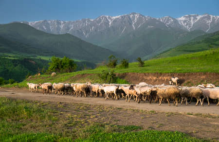A herd of sheeps in the mountains. Flock of farm animals going back home from alpine pastures. Big group moving rural countryside road. Beautiful nature landscape, mountain range in backgroundの写真素材