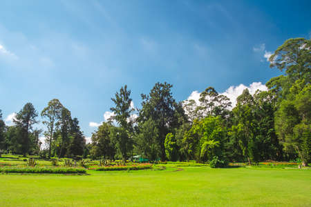 Beautiful sunny morning in public park with green grass field and fresh tree forest. Amazing natural landscape of vibrant fresh meadow and clear blue sky. Beautiful nature. Natural summer background.の写真素材
